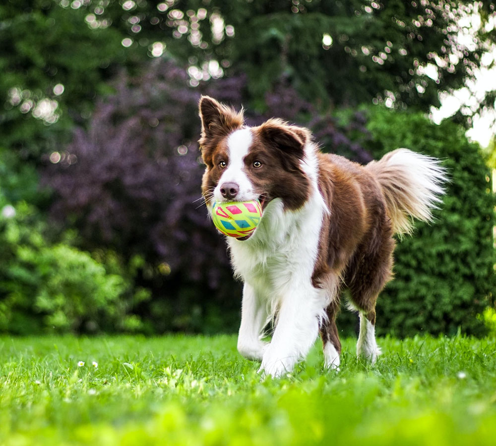 dog running with a ball