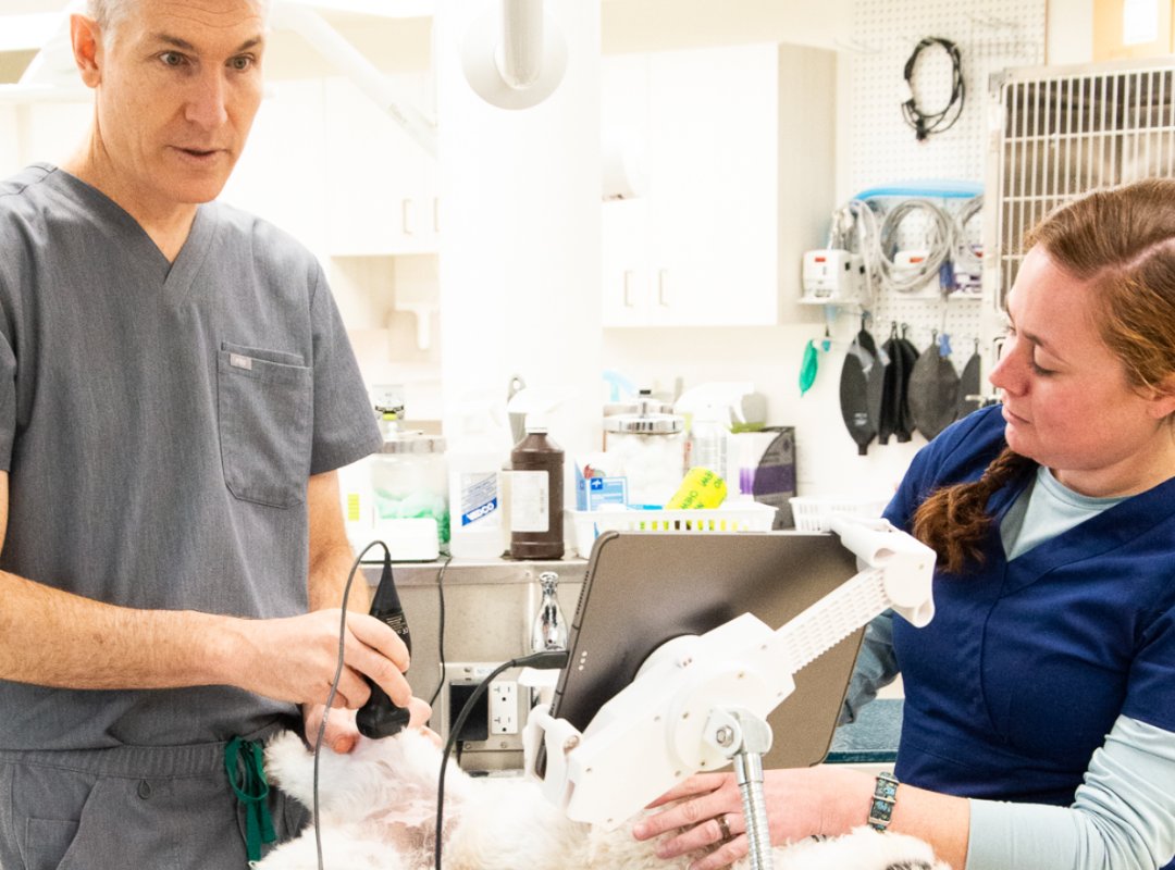 veterinarian doing pet treatment