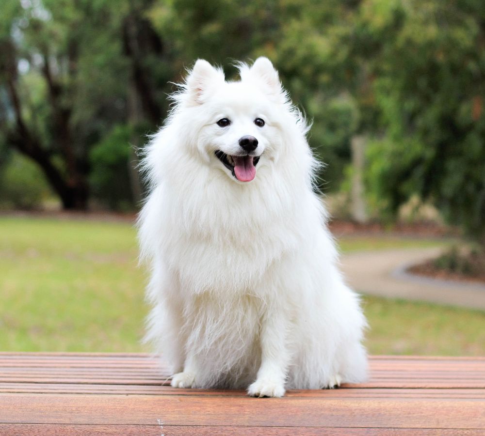 a dog sitting on wood surface