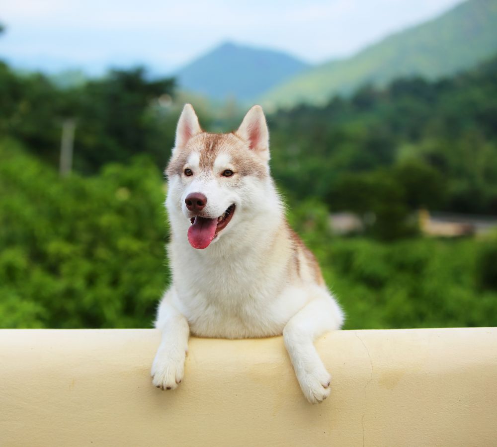 smiling dog on a wall