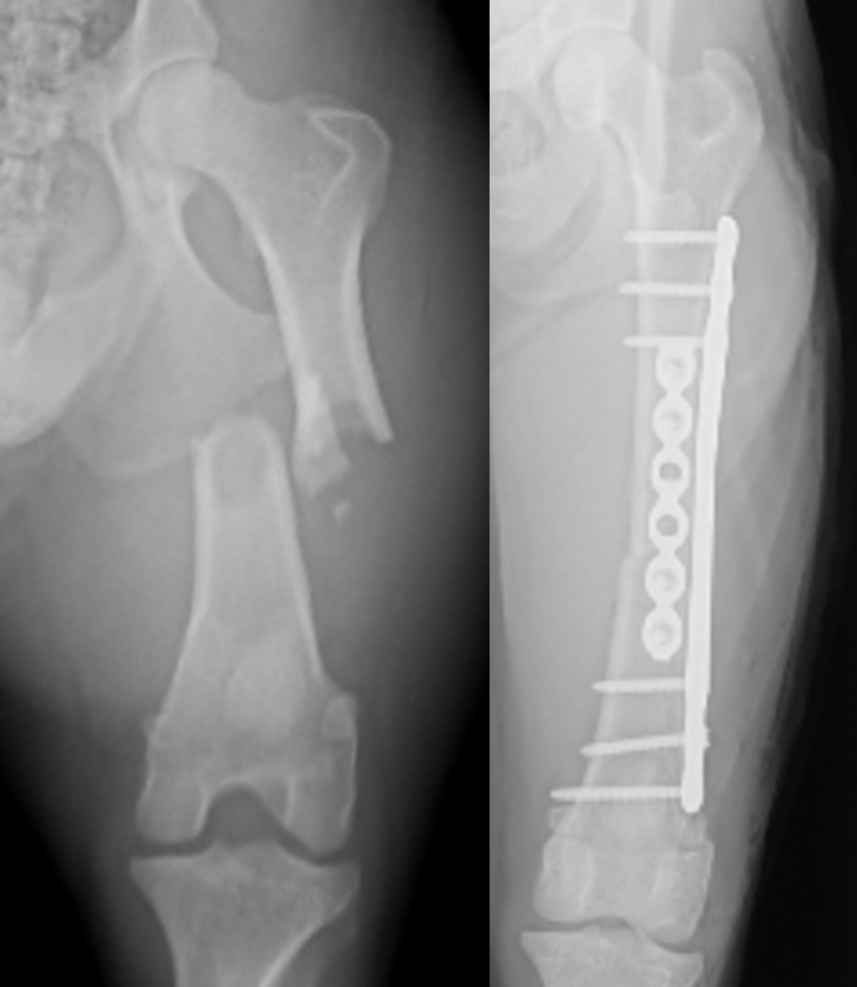 Pet x-ray image