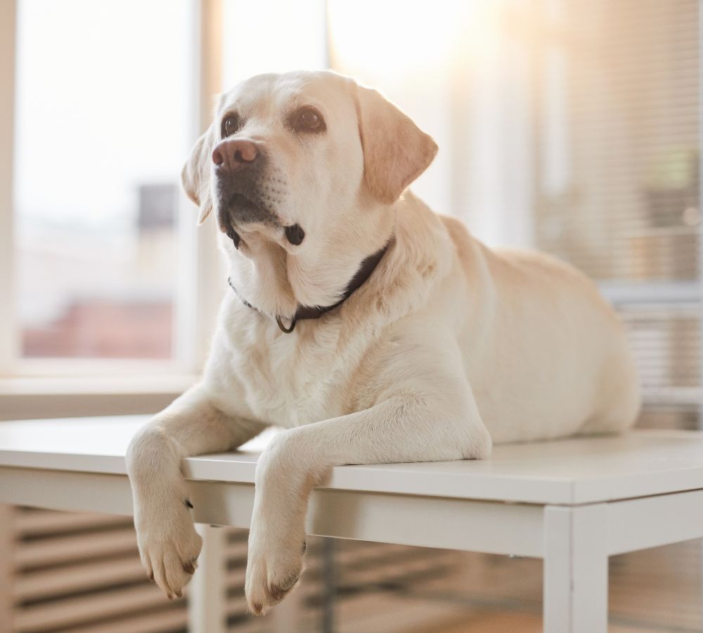 Pet angular limb deformity image a dog lying on a table