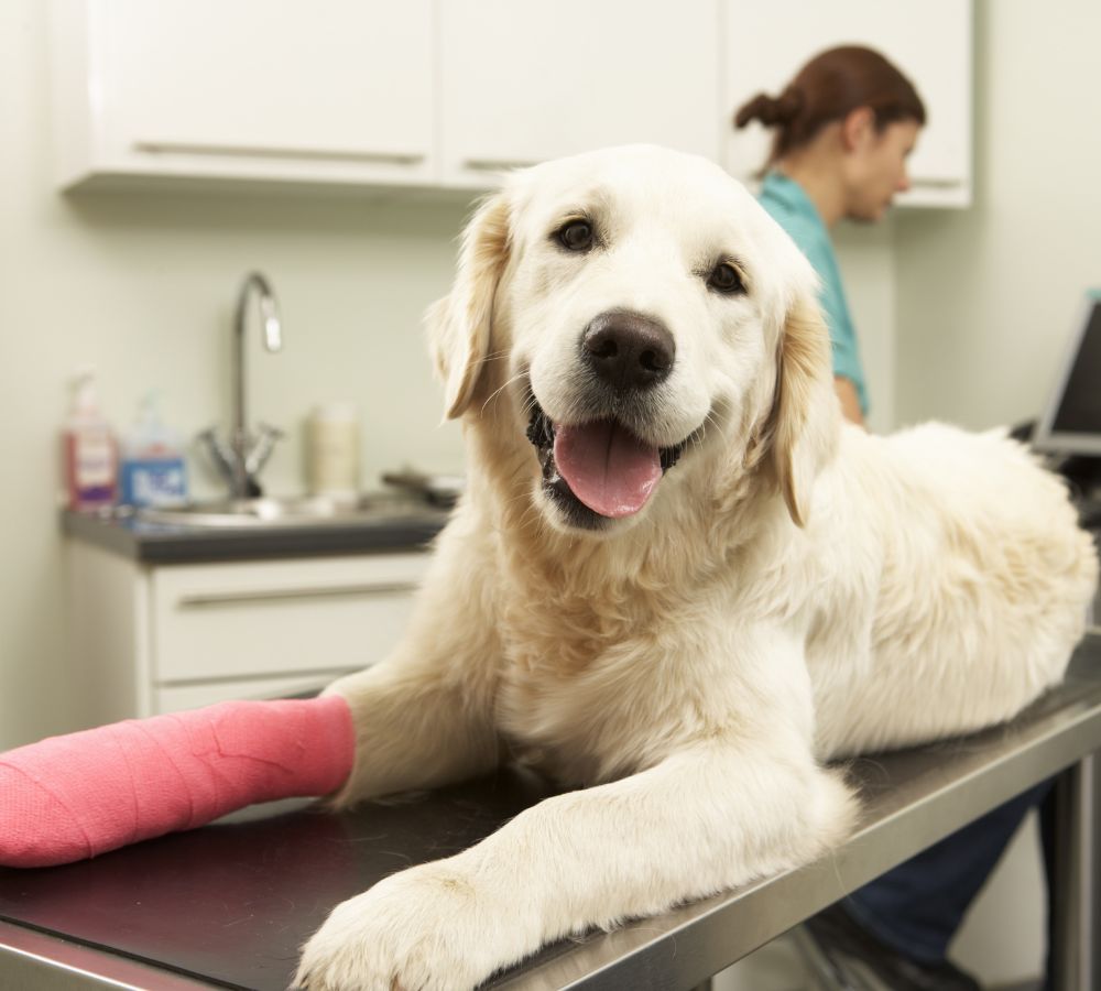 a dog with a cast on its leg