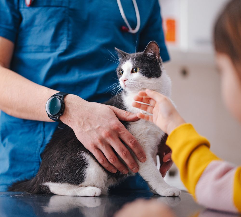 a vet holding a cat