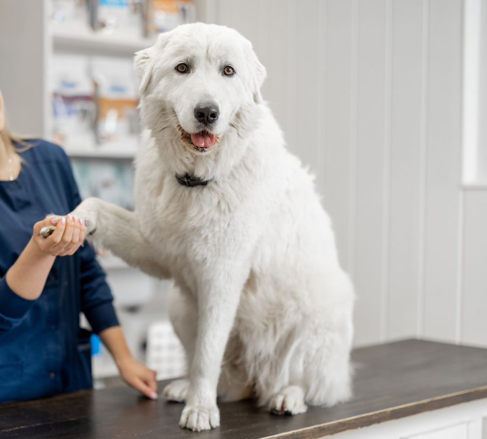 a white dog sitting on a counter