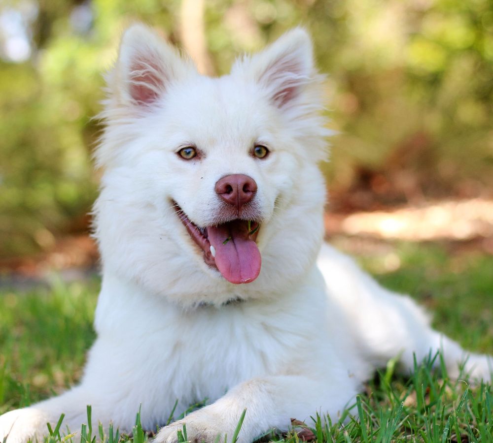 a white dog lying in grass