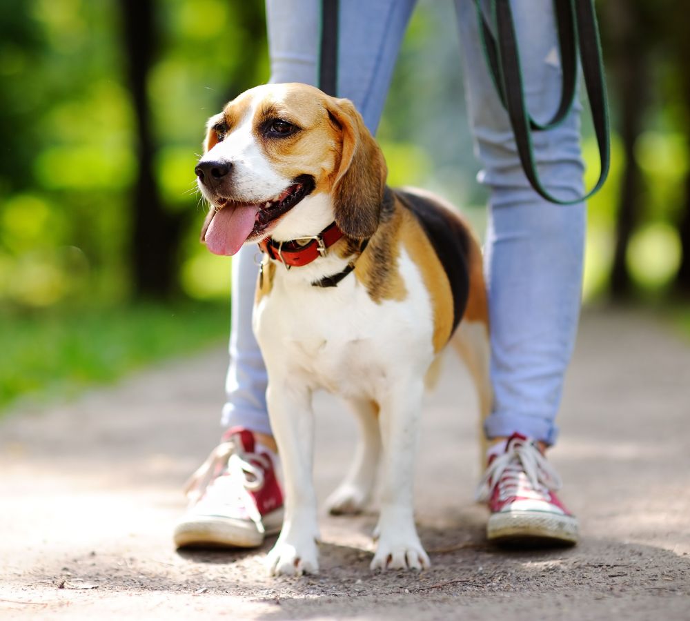 a dog standing on a path