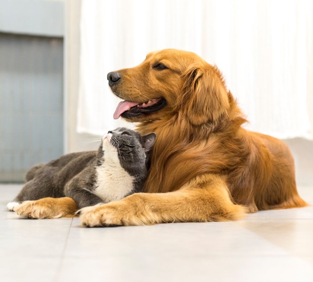 dog and cat lying on the floor