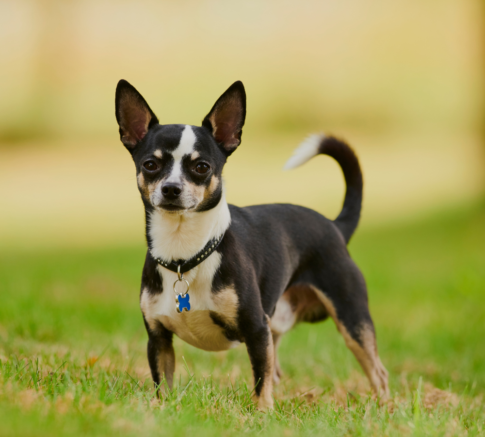 a dog standing in the grass