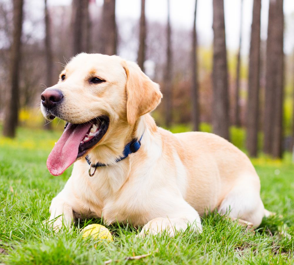 a dog lying in grass with a ball